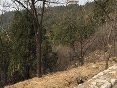 -原山国家森林公园