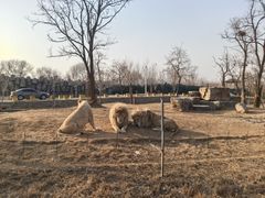-秦皇岛野生动物园