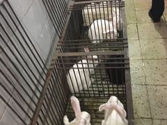 -温江公平红烧兔(总店)