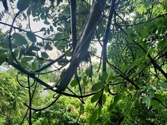-深圳仙湖植物园