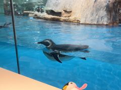 -帝企鹅自助餐厅•儿童岛•真企鹅(长隆企鹅酒店)