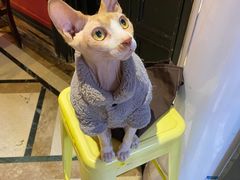 -猫色咖啡·猫咖