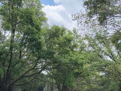 -番禺大夫山森林公园