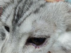 -嘉馨宠物医院·CT影像转诊·心脏科·犬猫全科诊疗中心(下沙大学城院区)