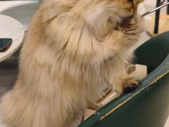-安格丽娜·狗咖·猫咖羊驼咖(春熙路百盛商场店)