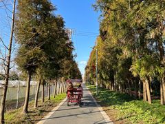 -上海长兴岛郊野公园