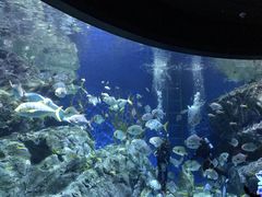 -暹罗海洋世界