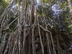 -中国科学院西双版纳热带植物园