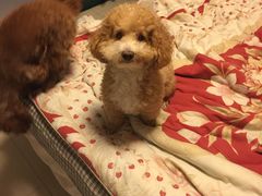 -志龙皇冠吃货椰子铺