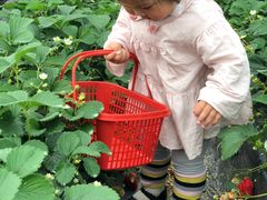 -南汇水蜜桃采摘(大团店)