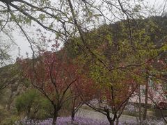 -金龙寺国家森林公园