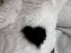 -有喵·猫咖·狗咖·30几只猫10只小狗(岗厦店)