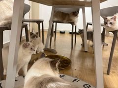 -有喵·猫咖·狗咖·30几只猫10只小狗(岗厦店)