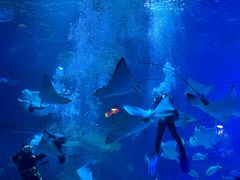 -烟台海昌鲸鲨海洋公园