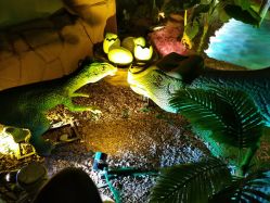 -恐龙探索乐园(磁器口店)