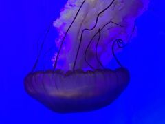 -上海海洋水族馆