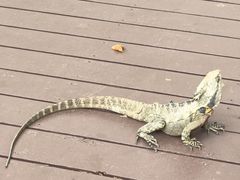 -可伦宾野生动物保护区