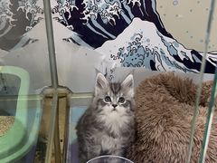 -糯米喵星人总部直营旗舰店·猫舍·幼猫出售