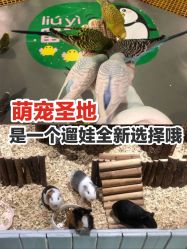 -七巧国萌宠乐园(龙湖天街店)