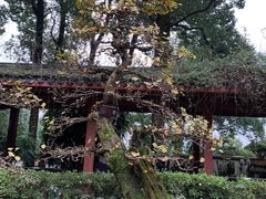 -南山植物园
