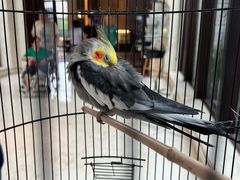 -上海崇明金茂凯悦酒店