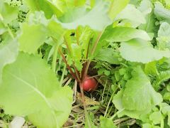 -洪湖家庭农场·团建·露营·会议