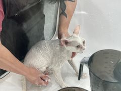 -爱洗澡的猫(望京店)
