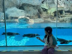 -帝企鹅自助餐厅•儿童岛•真企鹅(长隆企鹅酒店)