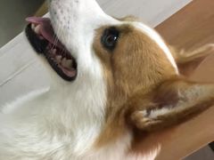 -爱妮康宠物医院·干细胞免疫细胞·肿瘤·心脏(张江店)