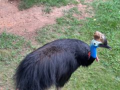 -西霞口神雕山野生动物世界