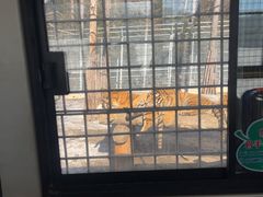 -横道河子东北虎林园