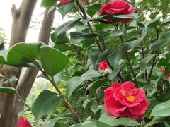 -深圳国际园林花卉博览园