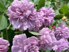 -双季花艺园艺市场(浦东店)