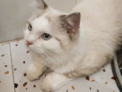 -滚猫咖啡·猫咖·猫友好撸猫(未来城店)