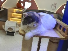 -喵园·猫主题咖啡厅·撸猫·猫咖(国贸店)