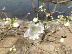 -桃花堤公园
