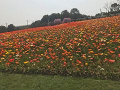 -秀丽东方