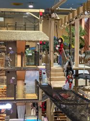 -卡通尼·Safari非洲探索乐园·生日会(金桥国际商业广场店)