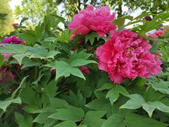 -莲花池公园
