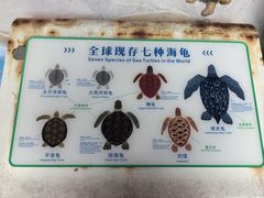 -广东惠东海龟国家级自然保护区