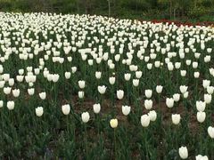iphone_upload_pic-荷兰花海