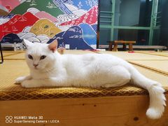 -泰国佛·塔罗·泰牌狐仙古曼