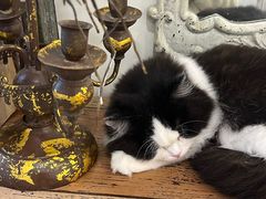 -共舞时光猫咖·狗咖(新街口店)