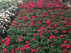 -龙大花卉苗木市场
