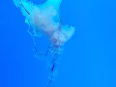 -芜湖新华联大白鲸海洋公园