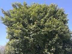 -蝴蝶泉公园