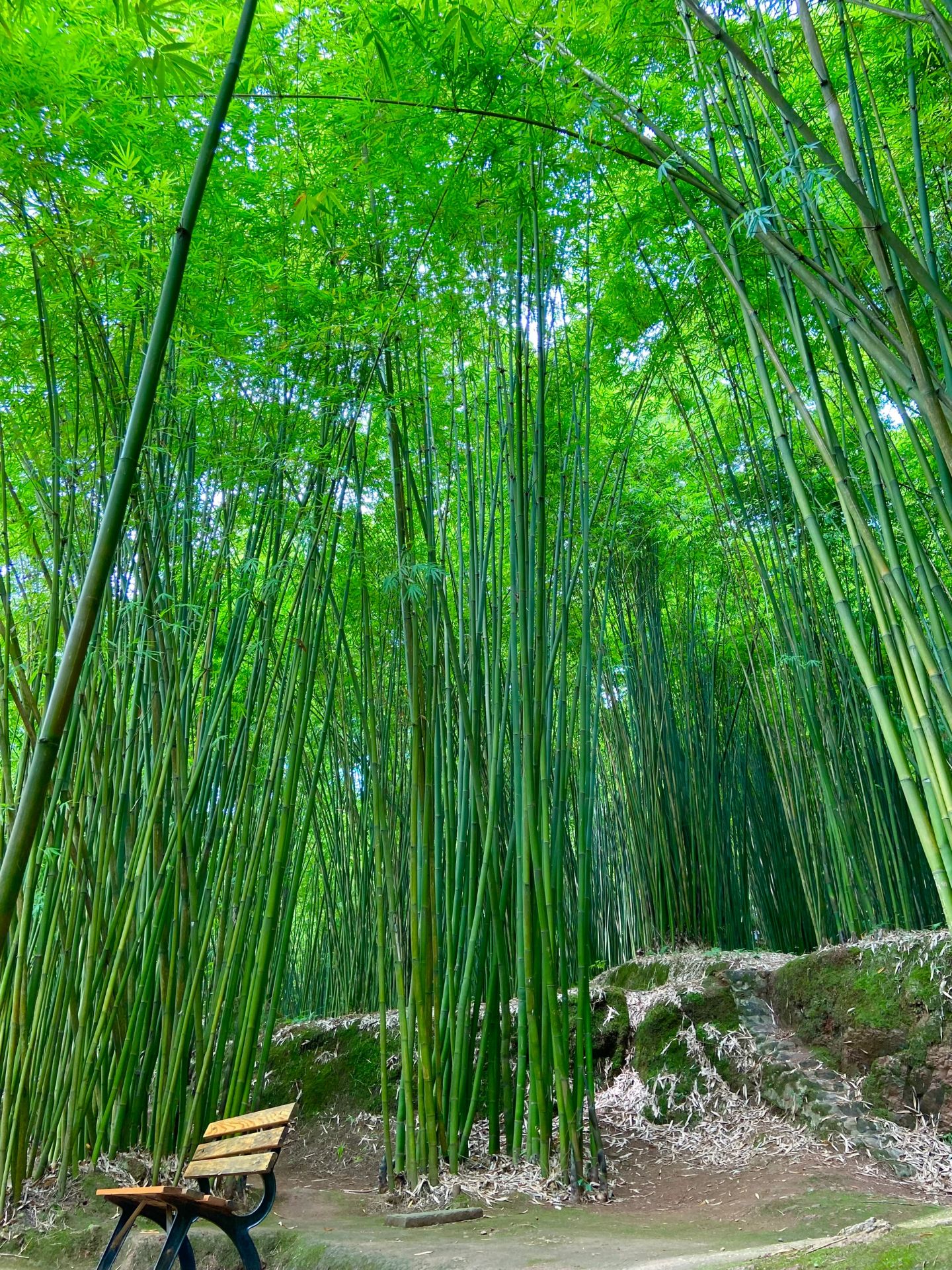 川西竹海简介图片