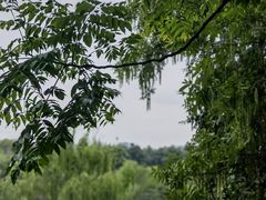 -日出青木