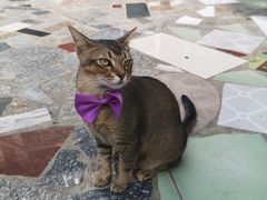 -喵屿·大理花园猫咖