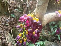 -羚羊峡古栈道森林公园